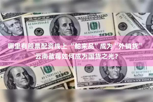 哪里有股票配资线上 “舶来品”成为“外销货” 云南蓝莓如何成为国货之光？
